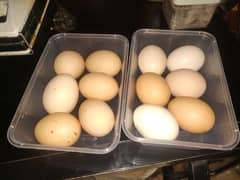 Desi Eggs For Sale