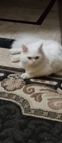 Persian Cat