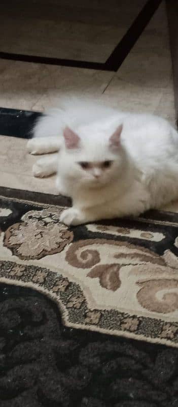 Persian Cat 0