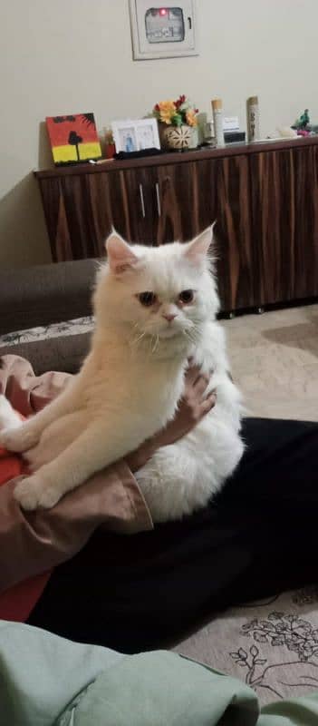 Persian Cat 3