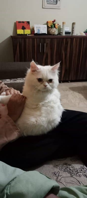 Persian Cat 4