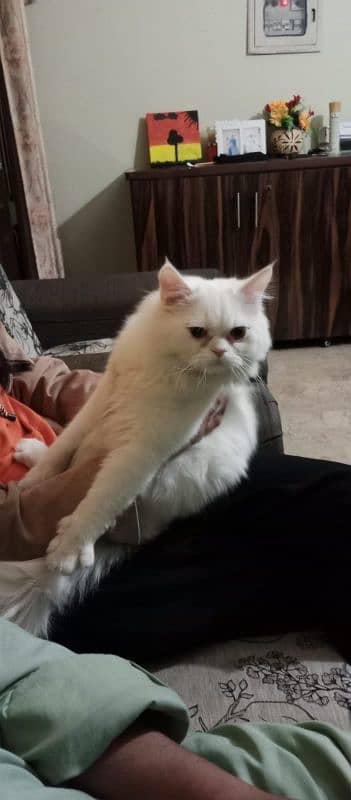 Persian Cat 5