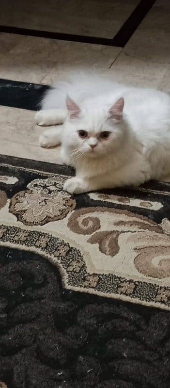 Persian Cat 6