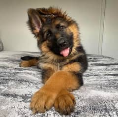 German shepherd puppies Double Coat Whatsapp 03409248037