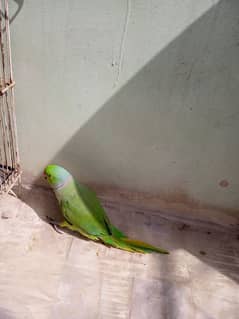 greenneck parrots for sale