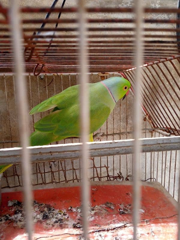 greenneck parrots for sale 1