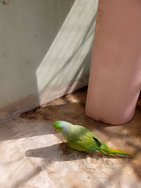 greenneck parrots for sale 2