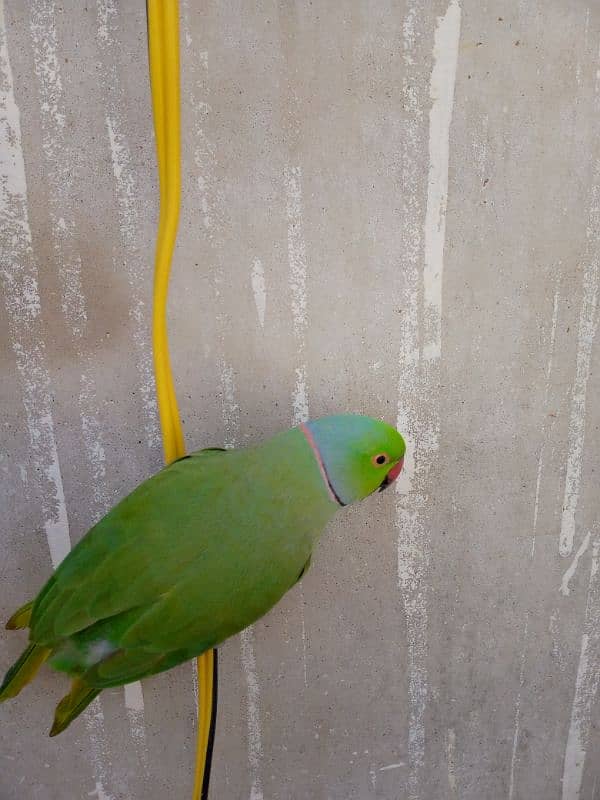 greenneck parrots for sale 3