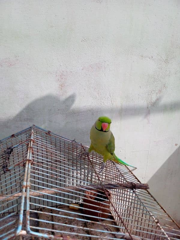 greenneck parrots for sale 4