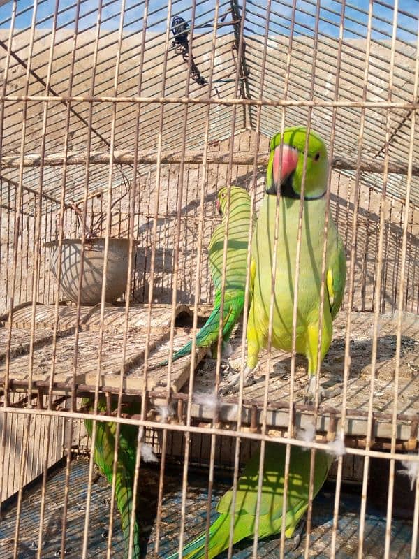 greenneck parrots for sale 5