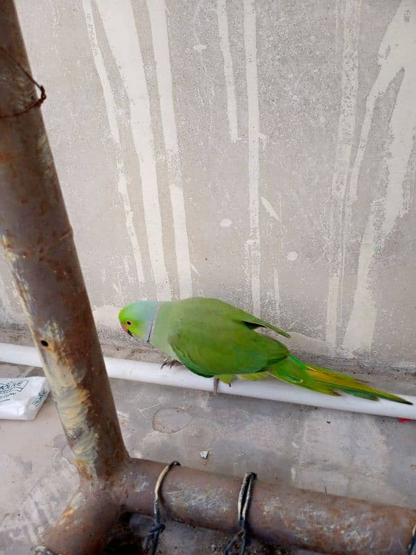 greenneck parrots for sale 6