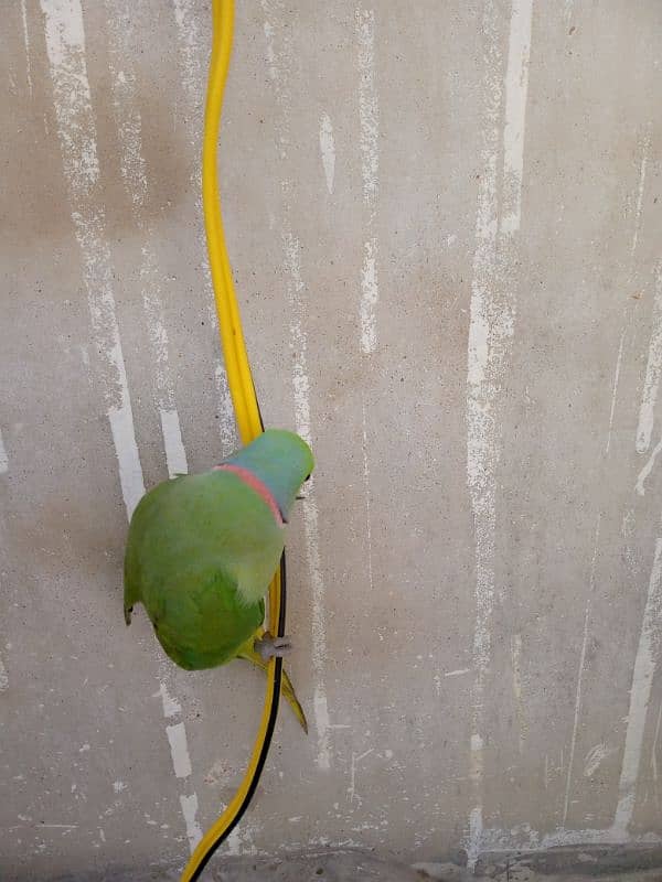 greenneck parrots for sale 7