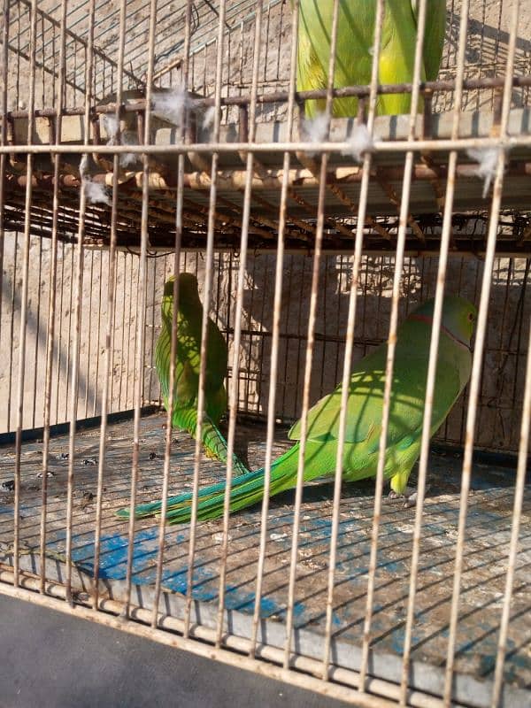 greenneck parrots for sale 8