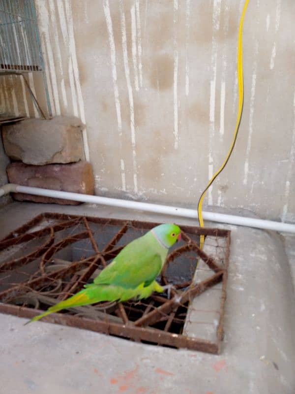 greenneck parrots for sale 9