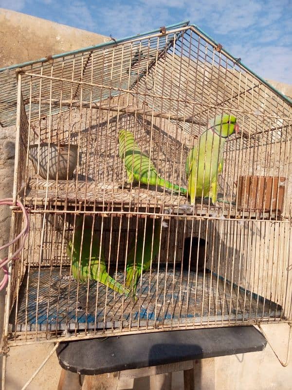 greenneck parrots for sale 12