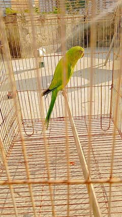 Ringneck female breeder