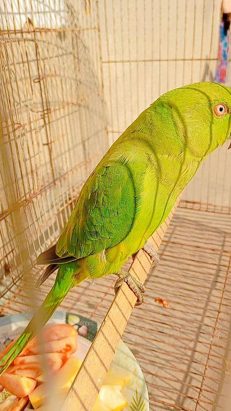 Ringneck female breeder 3