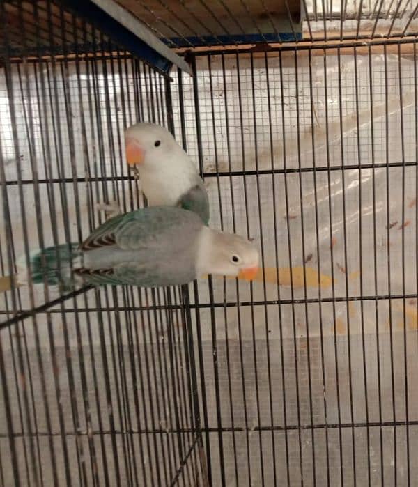 blue fishri split ino split blue2 lovebird for sale 0