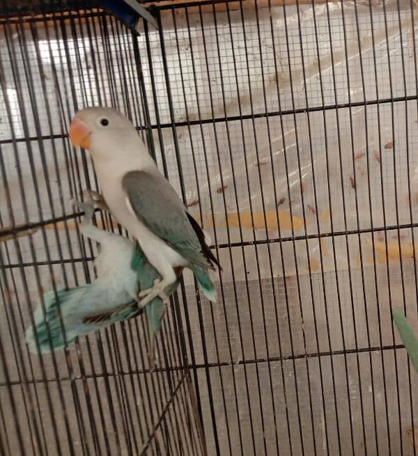 blue fishri split ino split blue2 lovebird for sale 1