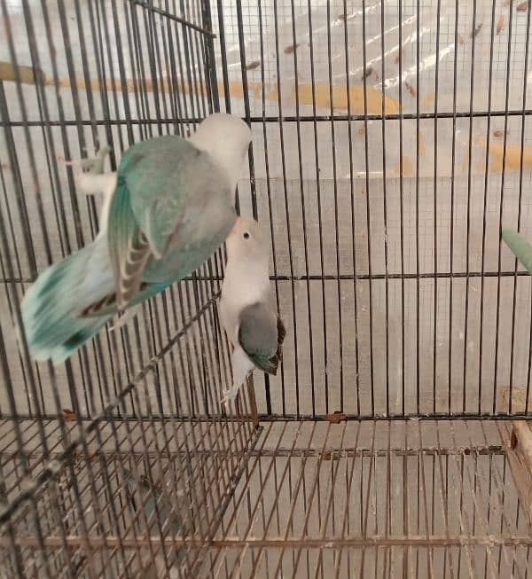 blue fishri split ino split blue2 lovebird for sale 2