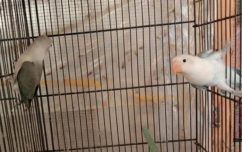 blue fishri split ino split blue2 lovebird for sale 3