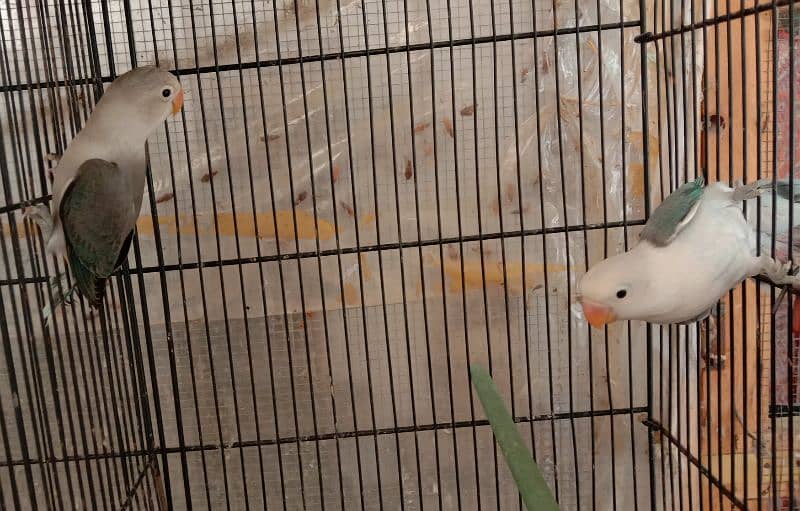 blue fishri split ino split blue2 lovebird for sale 4