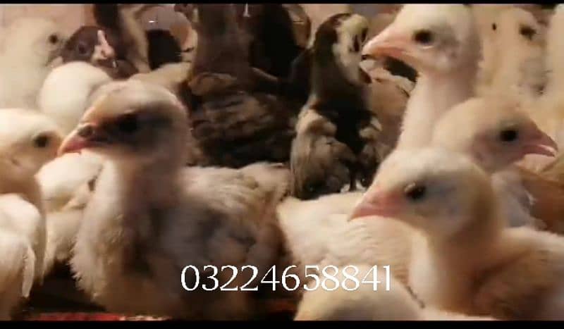 fancy chiks urgently sale 7