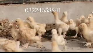 fancy chiks urgently sale