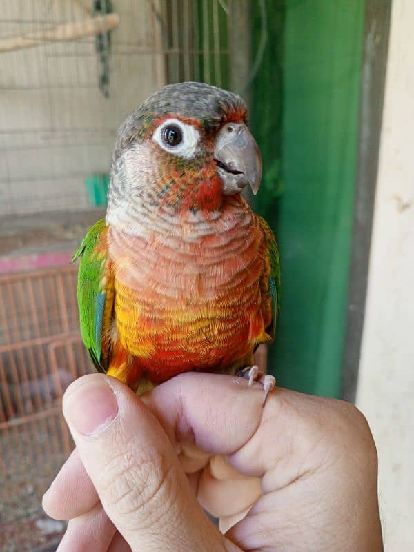 Pineapple conure & Ringneck for sale 0