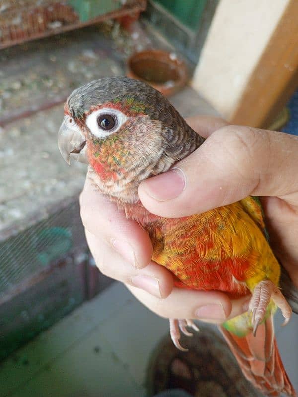 Pineapple conure & Ringneck for sale 1