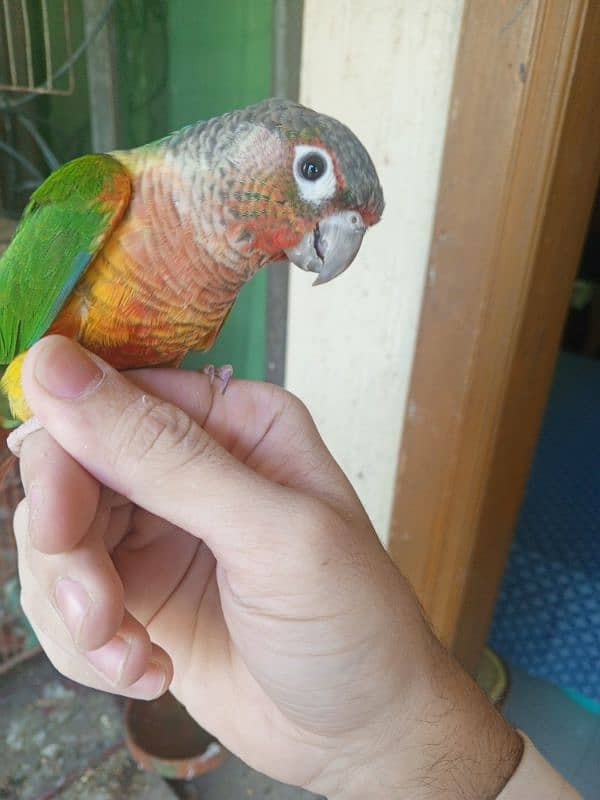 Pineapple conure & Ringneck for sale 2