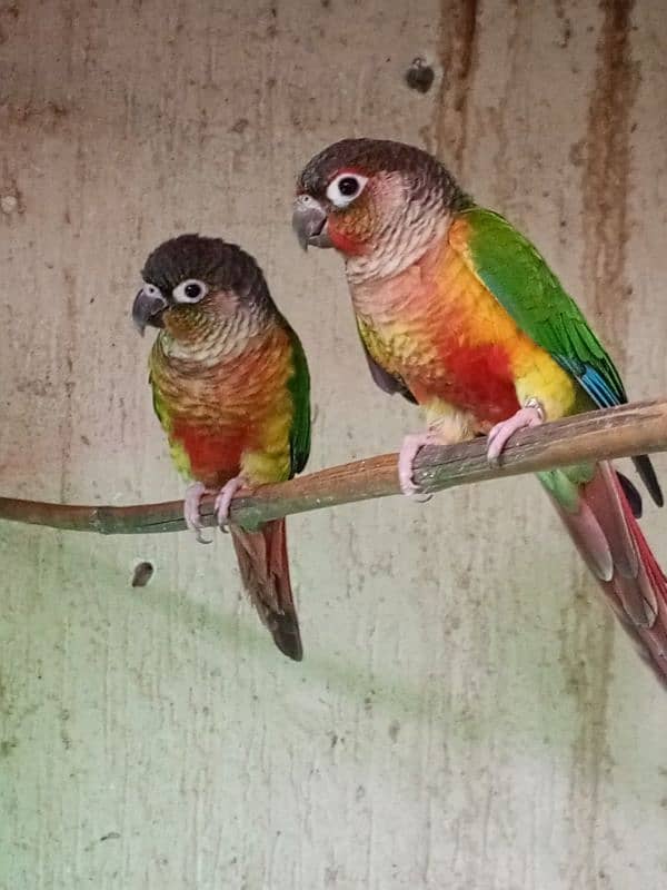 Pineapple conure & Ringneck for sale 3