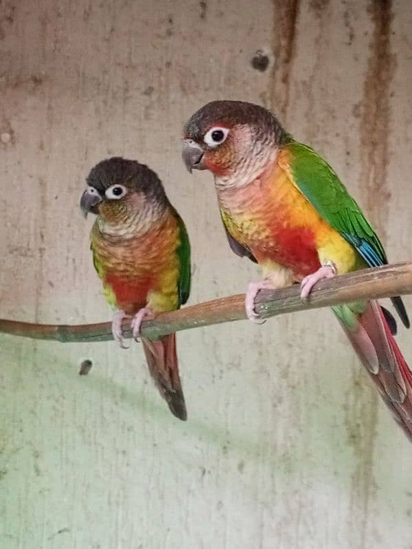 Pineapple conure & Ringneck for sale 4