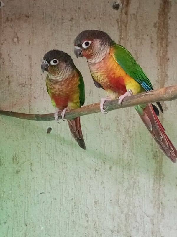 Pineapple conure & Ringneck for sale 5