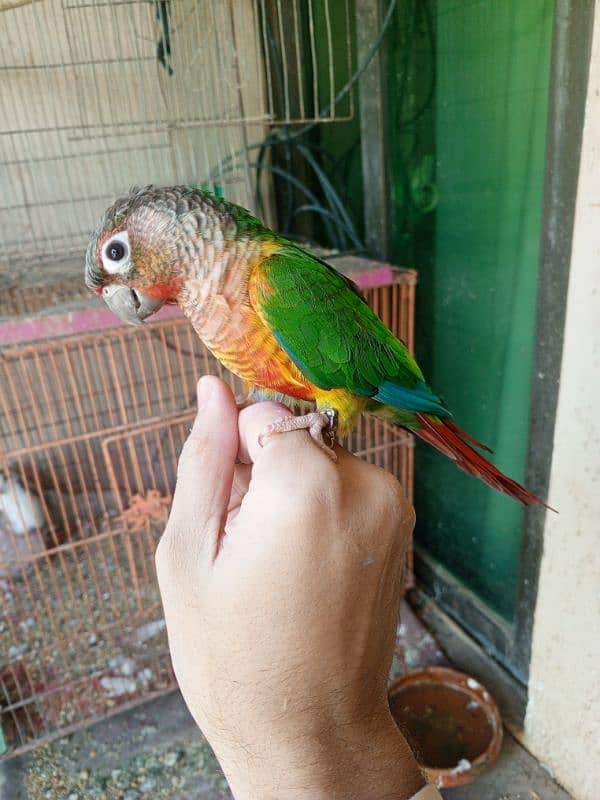 Pineapple conure & Ringneck for sale 6