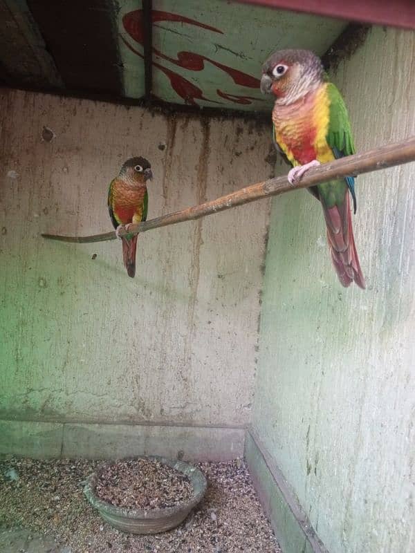 Pineapple conure & Ringneck for sale 7