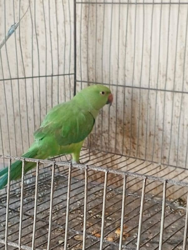 Pineapple conure & Ringneck for sale 8