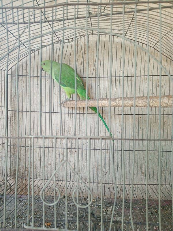 Pineapple conure & Ringneck for sale 9