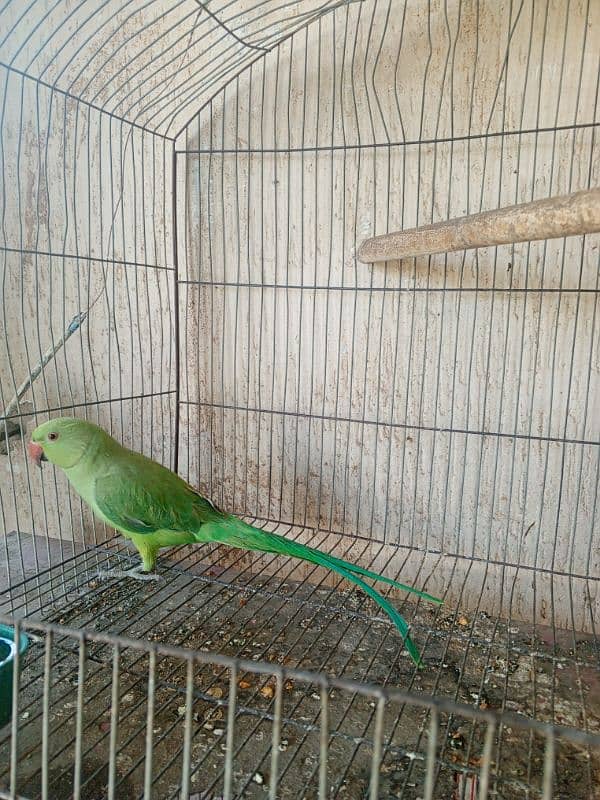 Pineapple conure & Ringneck for sale 10