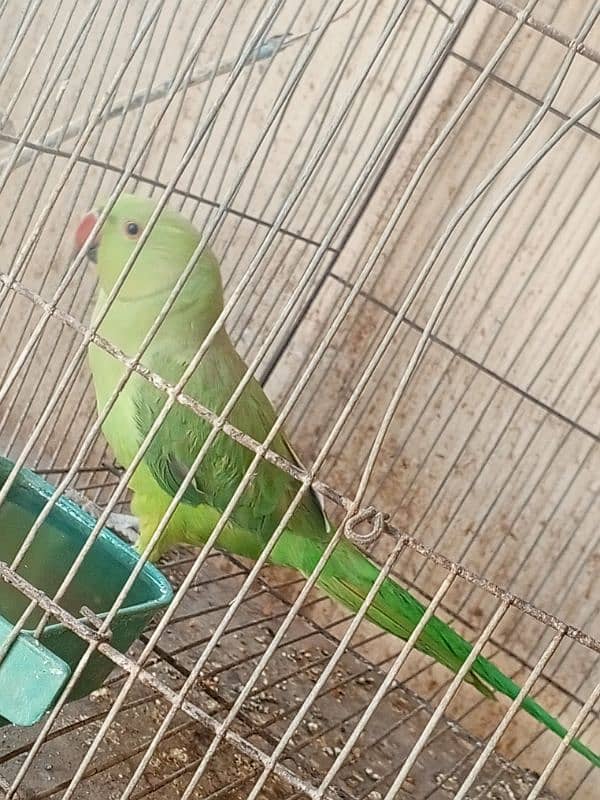 Pineapple conure & Ringneck for sale 11