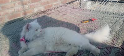 white persian cat  double coated urgent sale