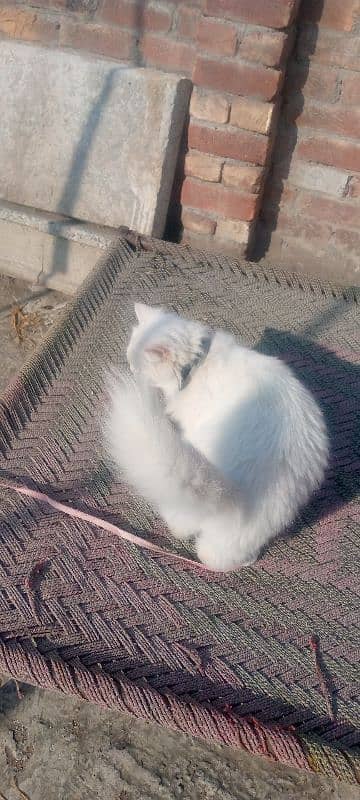 white persian cat  double coated urgent sale 1