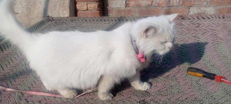 white persian cat  double coated urgent sale 2