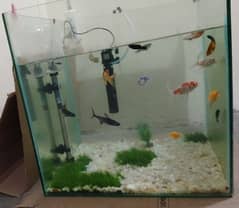 Fish Aquarium 2×2  with Fish's for sale