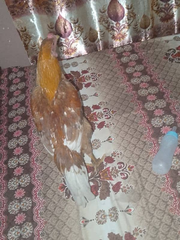 dasi murgy for sale 7