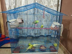 8 parrots with frame