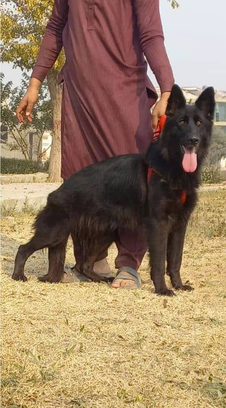 top quality black gsd proper long coat female age 9 month for sale 0