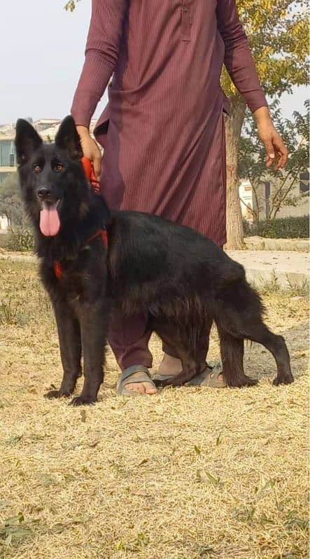 top quality black gsd proper long coat female age 9 month for sale 1