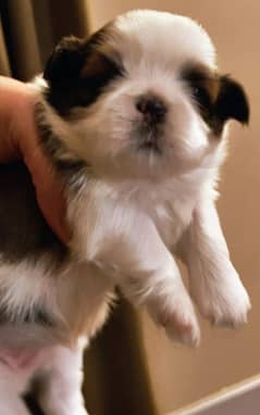 Shih Tzu Highly Pedigreed puppies available