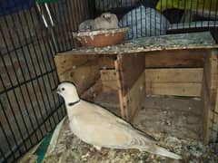 active & healthy doves